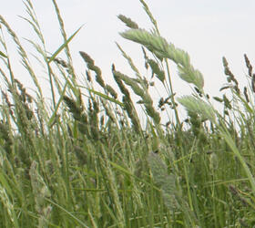 FS Species Rich Wild Grass Mixture (AB3)