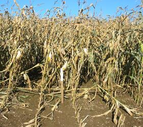 All Season Game Cover Maize Blend
