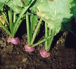 DYNAMO Stubble Turnip (Organic)