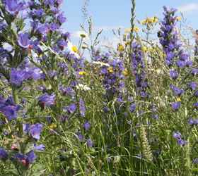 FSBP 100%: Bee and Butterfly Wildflower Seed Mixture