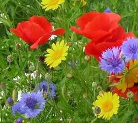 FS9M 80/20%: Cornfield Annuals Wildflower Seed Mixture