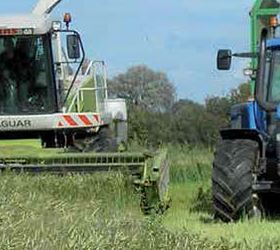 Rapid Root Seed Mixture