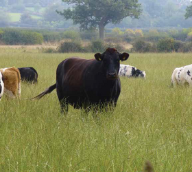 FS MeadowMax - Old Fashioned Grass Seed Mixture