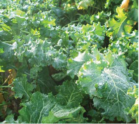 HUNGRY GAP Forage Rape