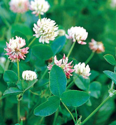 Alsike Clover Seed (Trifolium hybridum)