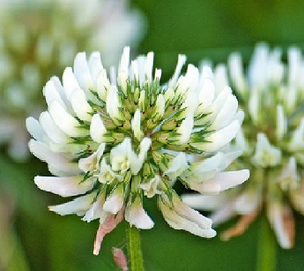 White Clover Seed (Trifolium repens)