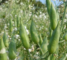 Class 2 Oil Radish - Nematode Resistant Seed (Raphanus sativus)