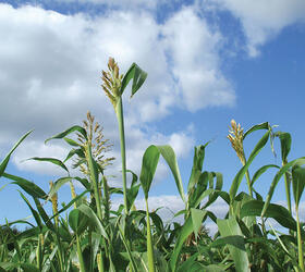 Intermediate Sorghum
