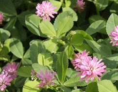Persian Clover Seed (Trifolium resupinatum)