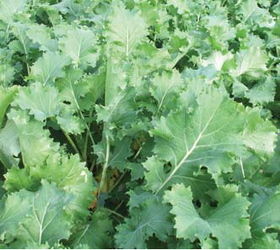INTERVAL Rape/Kale Hybrid