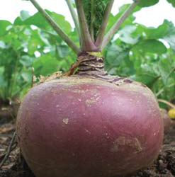 GOWRIE Swede (Natural)