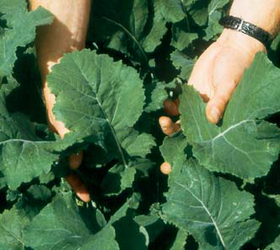 HOBSON Forage Rape