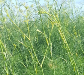 Green Fennel