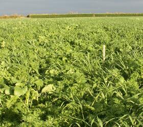 EnviroSeeds CatchMore Cover Crop Mixture