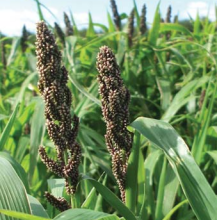 Magic Millet Seed Mixture