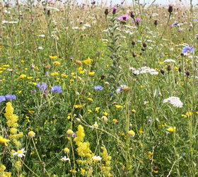 FSXM 70/30%: Dual Purpose Wildflower Seed Mixture