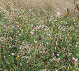 FS Two Year Sown Legume Fallow - 2020 (AB15)