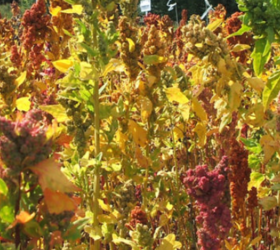 Sandoval Quinoa