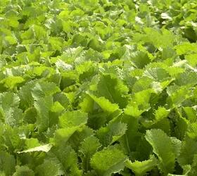 VOLLENDA Stubble Turnip (Tetraploid)