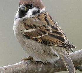 FS 1 Year Wild Bird Mix - Tree Sparrow (AB9)