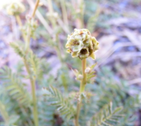 Sheeps Burnet Seed (Agricultural)