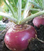 Brora Swede (Natural)