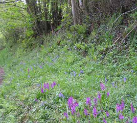 FS8P 100%: Woodland and Heavy Shade Wildflower Seed Mixture