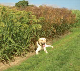 Ambush Millet Mixture