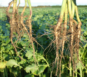 EnviroSeeds HydroMax Cover Crop Mixture