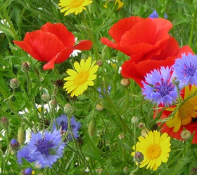 FS9P 100%: Cornfield Annuals Wildflower Seed Mixture