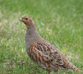 FS 1 or 2 Year Wild Bird Mix - Grey Partridge (AB9)