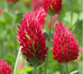 Crimson Clover Seed (Trifolium incarnatum)