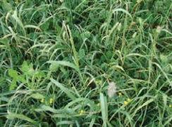 General Purpose Rearing Pen Game Cover Seed Mixture