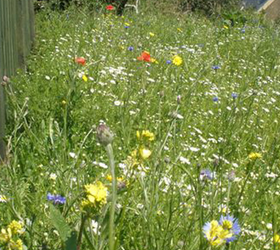 FS10 100%: Coastal Areas Wildflower Mixture