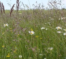 FS Wildflower Rich Margin and Plots (AB8)