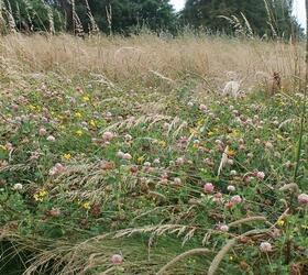 FS Two Year Sown Legume Fallow - 2021 with Ryegrass (AB15)