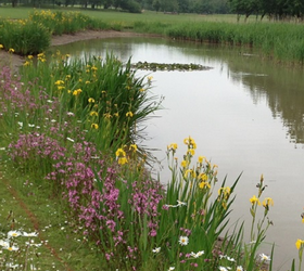FS6 100%: Wetland & Pond Edge Wildflower Mixture