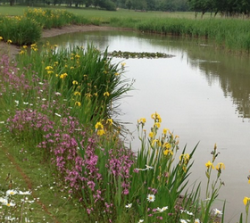 FS6P 100%: Wetland & Pond Edge Wildflower Seed Mixture