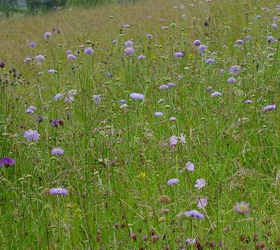 FS2 100%: Chalk and Limestone Soils Wildflower Mixture