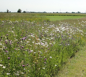 FS1 100%: General Purpose Wildflower Mixture