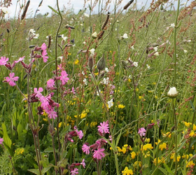 FSRE 100%: Restore and Enrich Wildflower Seed Mixture