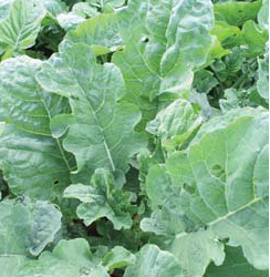 PINFOLD Kale