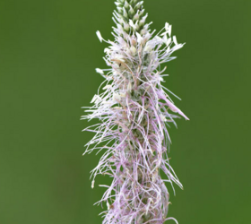 Ribwort Plantain Seed (Plantago lanceolata)