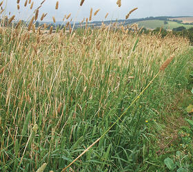 Canary Grass Seed (Phalaris aquatica)