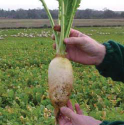 DELILAH Stubble Turnip