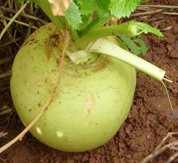 GREEN GLOBE Turnip Seed