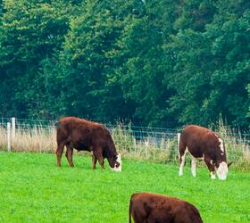 Aber High Sugar Grass Seed - Dual Purpose (without Clover)