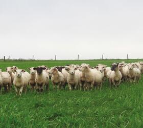 Aber High Sugar Grass Seed - Intensive Grazing Ley (without Clover)