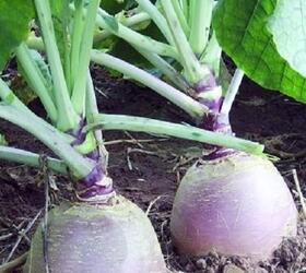 AIRLIE Swede Seed