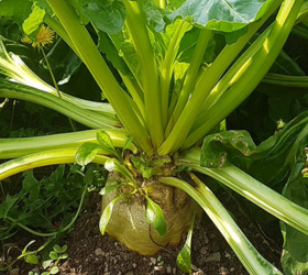 ALPES Fodder Beet Seed
